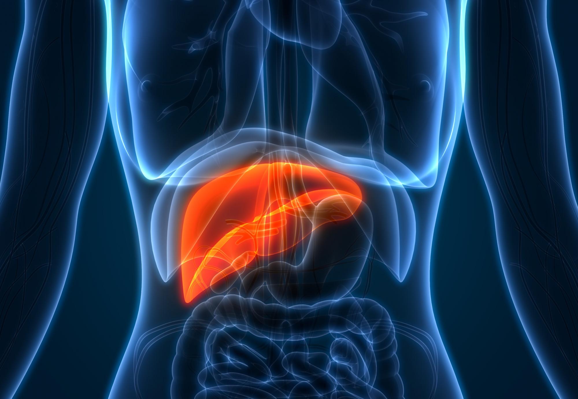 Artist illustration of a liver