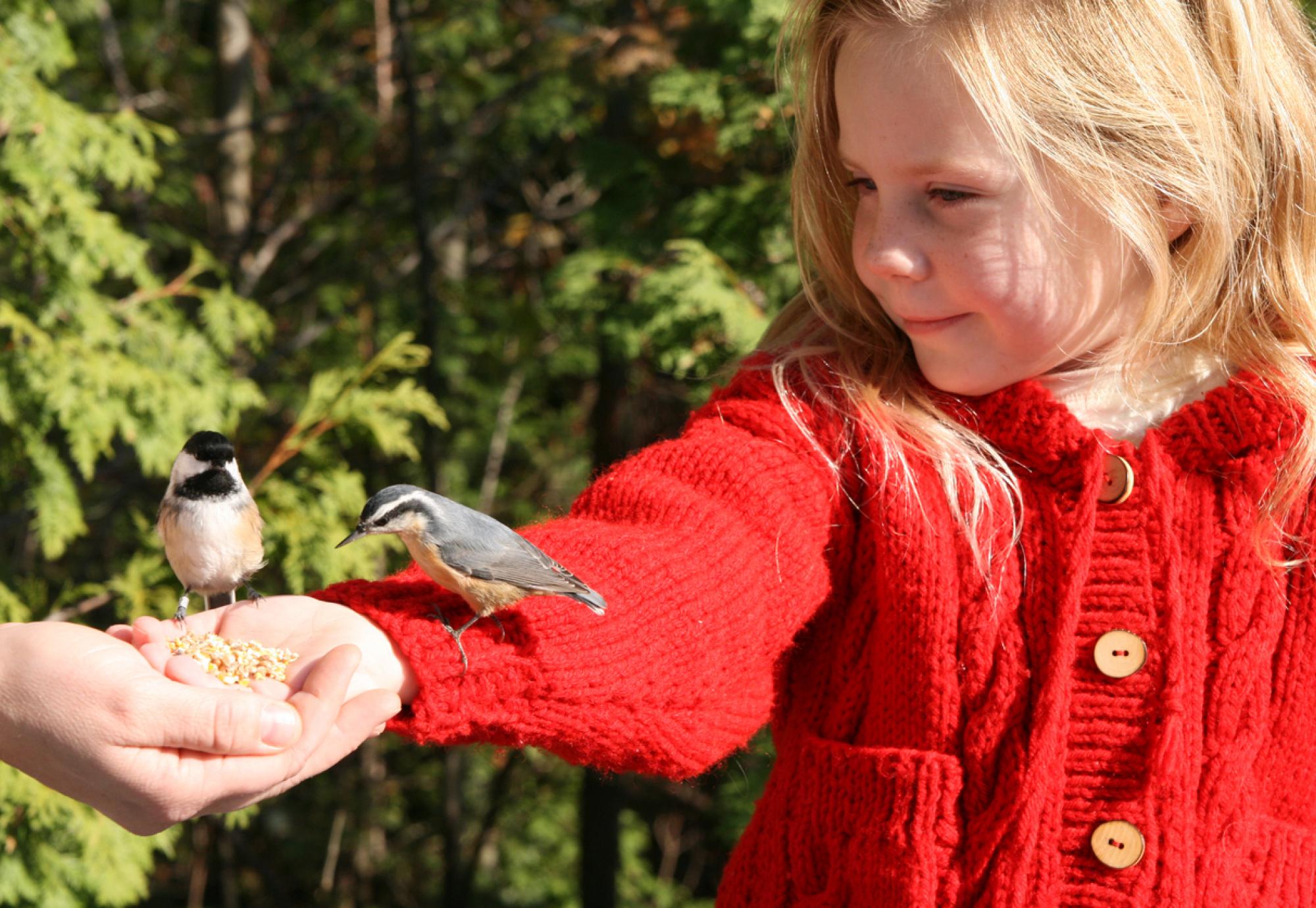 Girl helping feed a bird perched on her hand