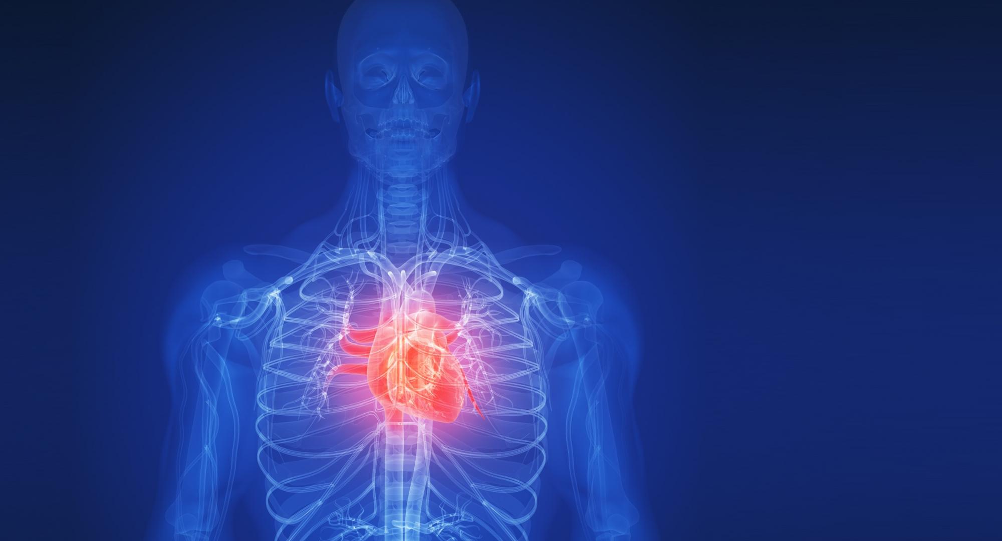 Wireframe illustration of the human body with the heart highlighted