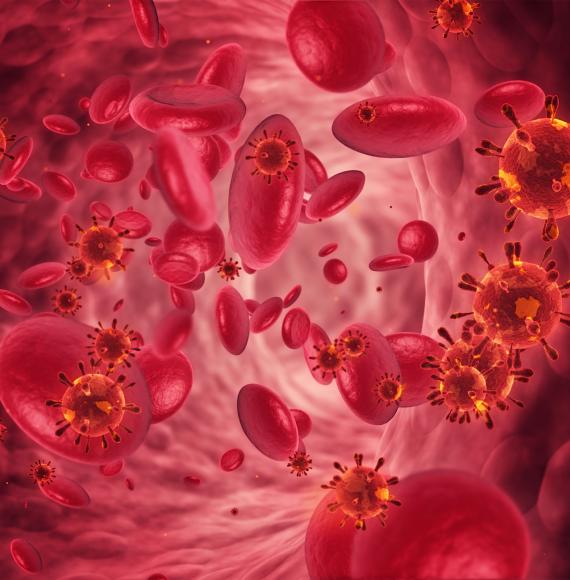 Artist impression of red blood cells and bacterium within circulatory system