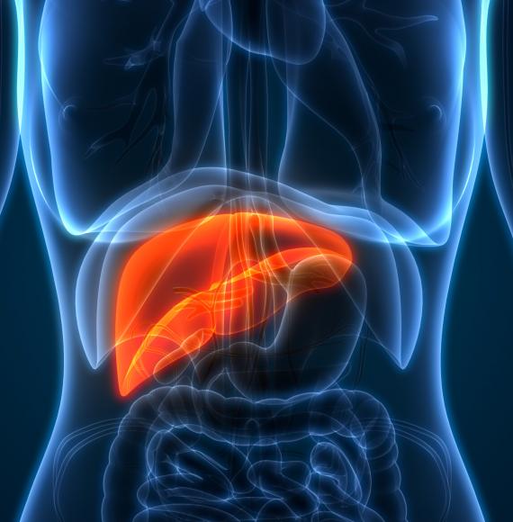 Artist illustration of a liver