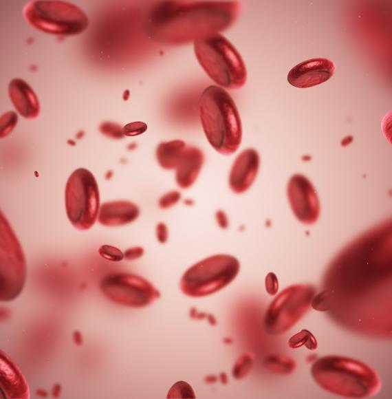 Artist impression of blood cells