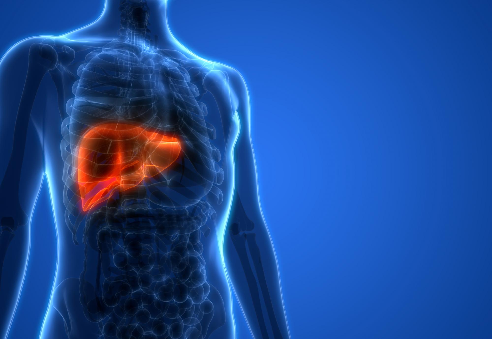 Internal artist impression of a liver