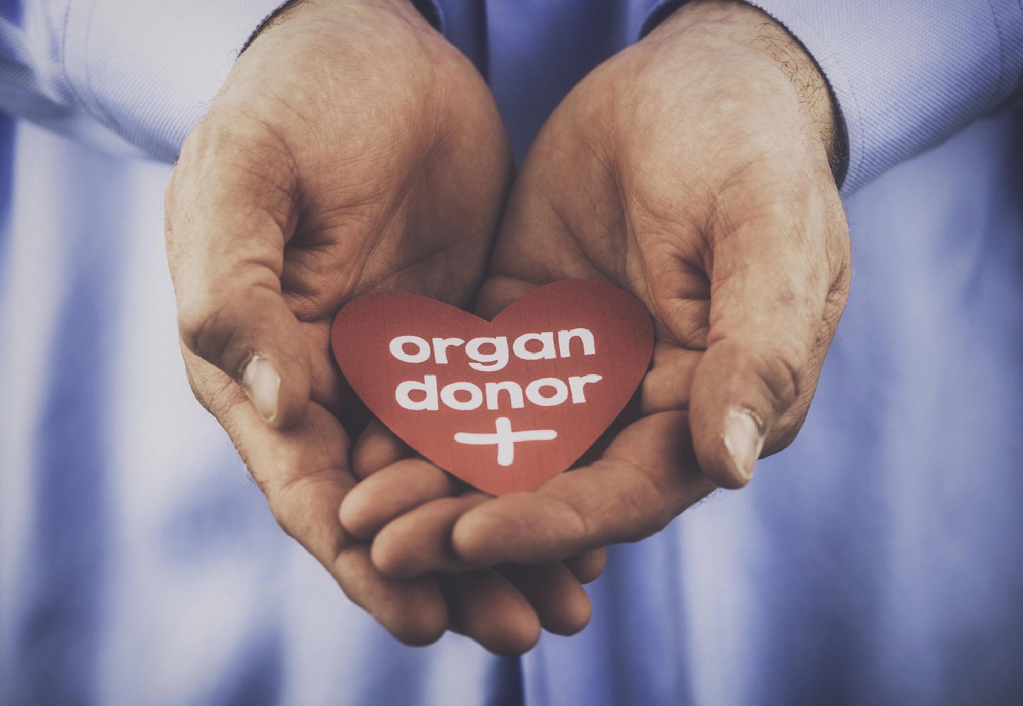 Organ donor