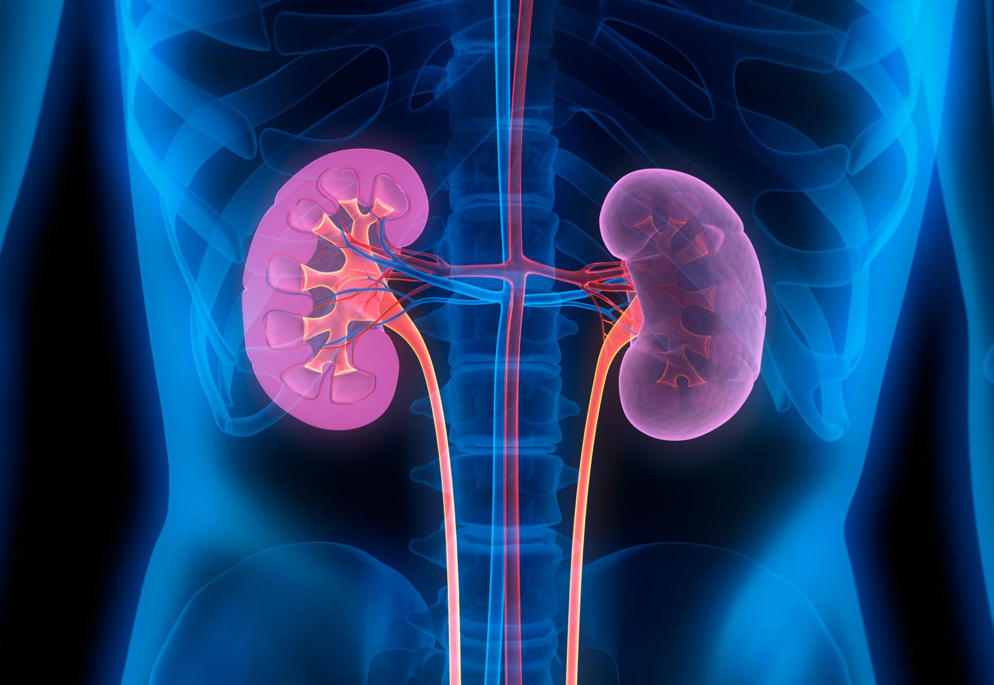 Artist illustration of kidneys