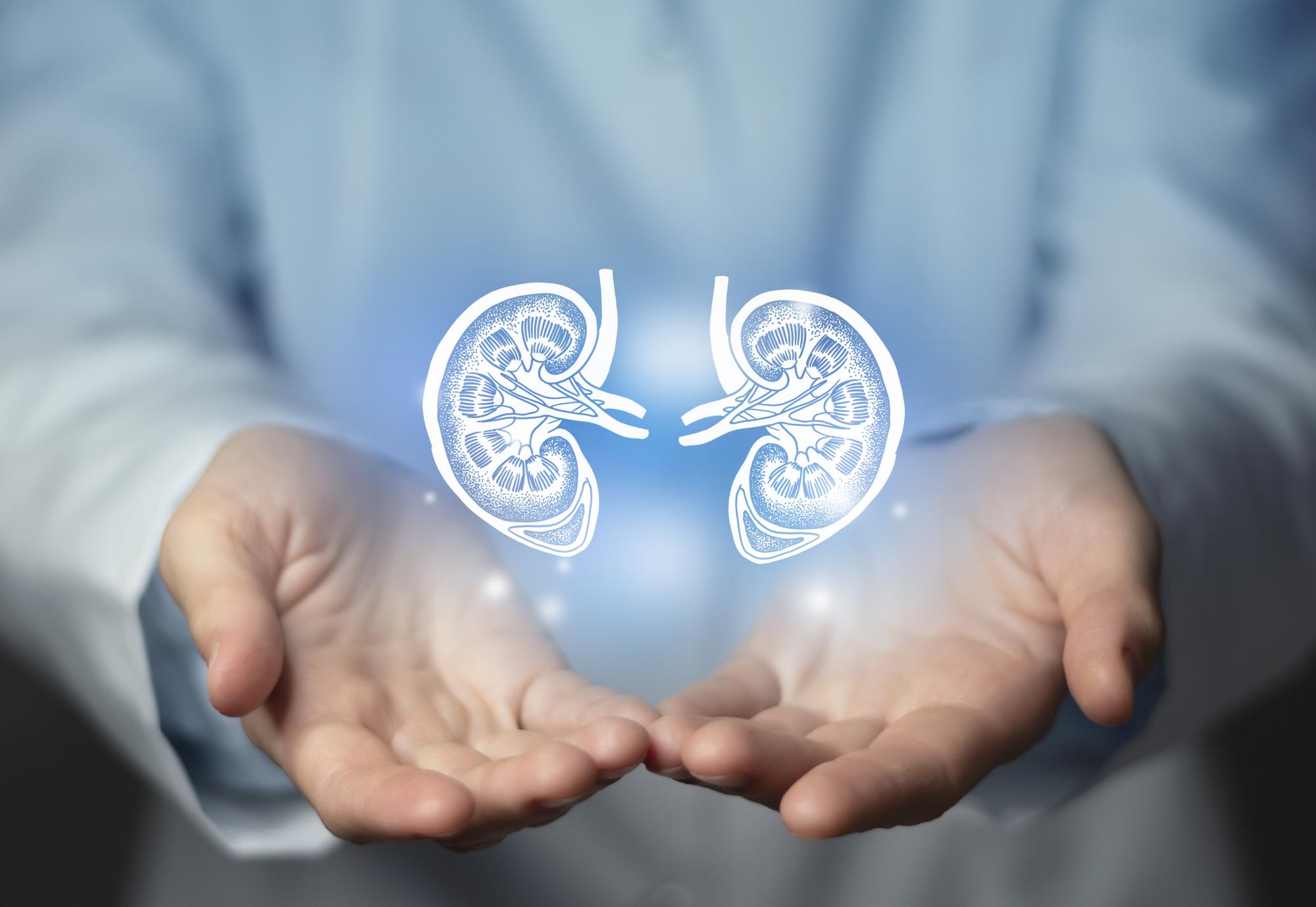 Doctor and kidney image