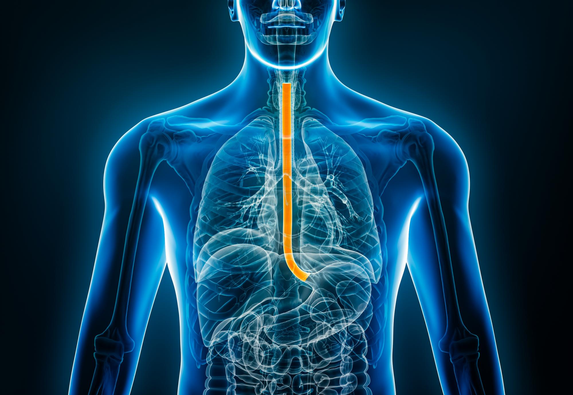 front view of the oesophagus