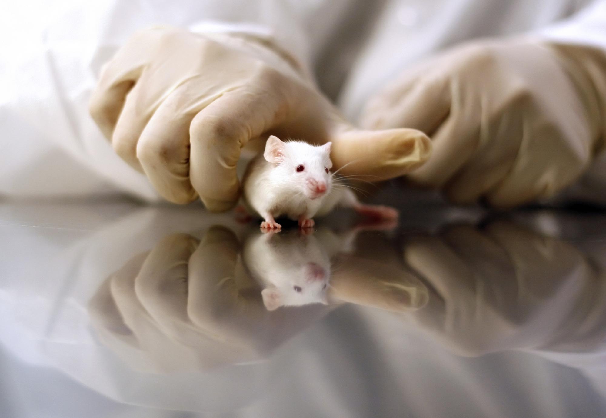Animal testing