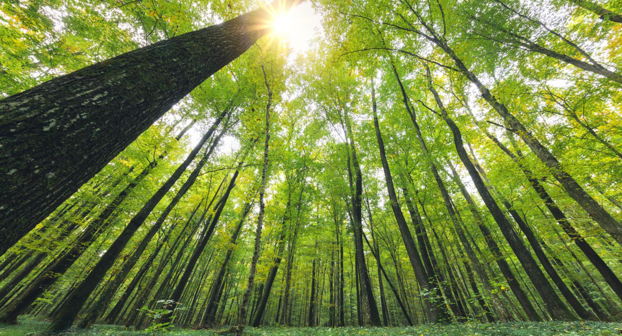 Sustainability
