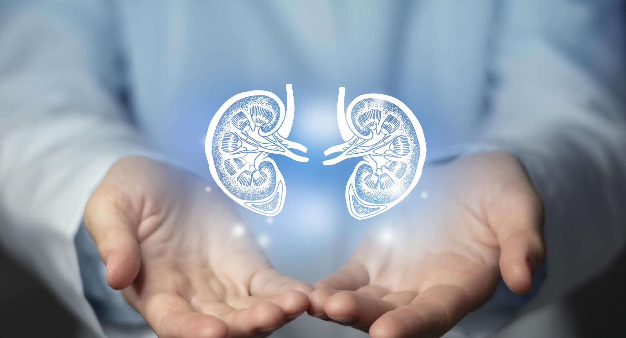 Doctor and kidney image