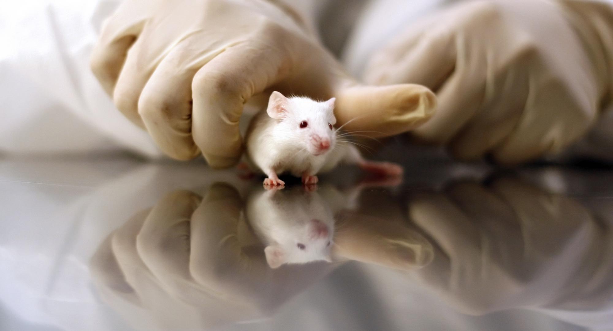 Animal testing