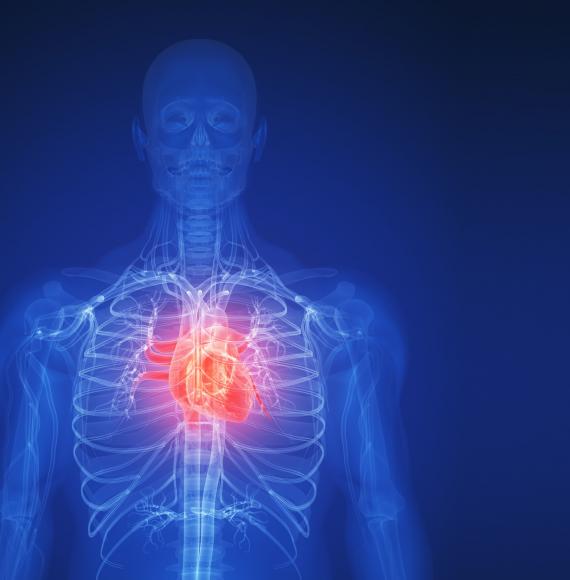 Wireframe illustration of the human body with the heart highlighted