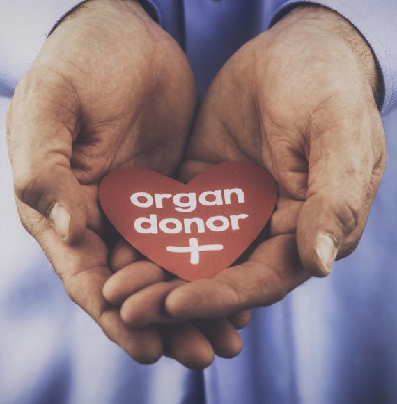 Organ donor