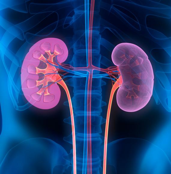 Artist illustration of kidneys