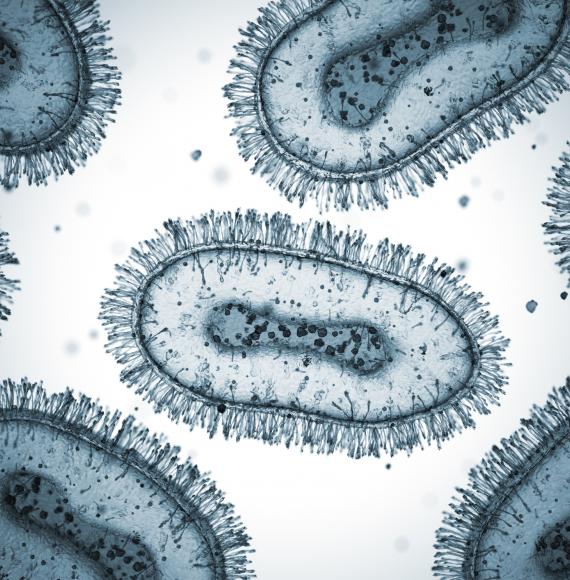 Mpox pathogens