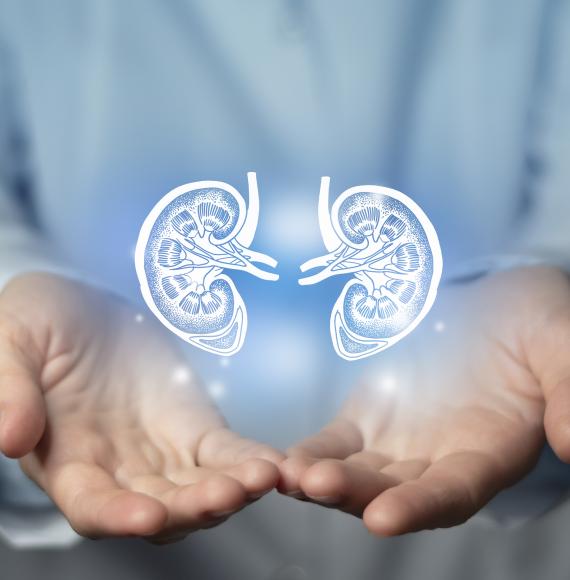 Doctor and kidney image