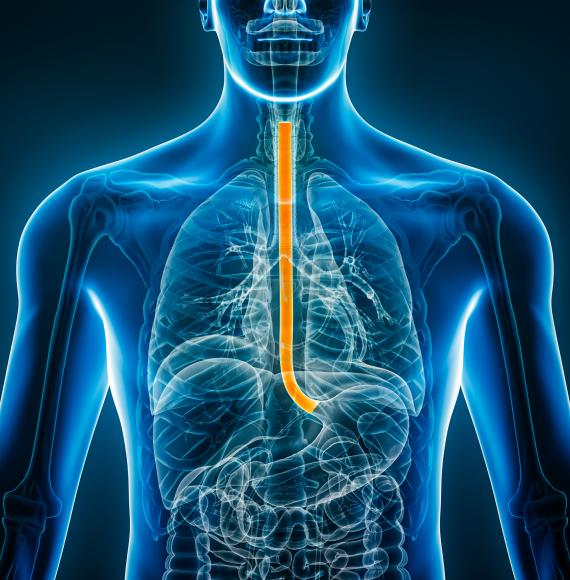 front view of the oesophagus