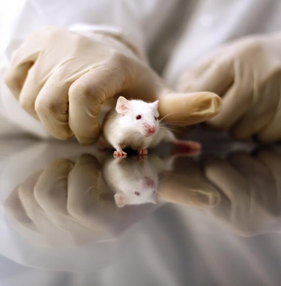 Animal testing